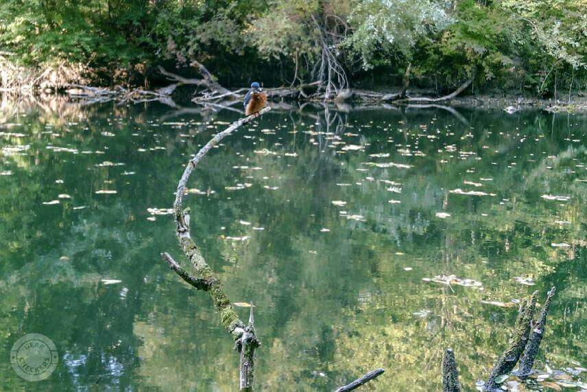 Aj drobn&yacute; ryb&aacute;rik, ktor&yacute; si sadol približne 2 metre pred fotopascu, ju spolahlivo sp&uacute;&scaron;ťal.