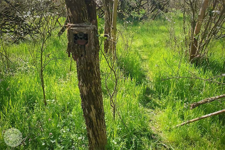 Fotopasca umiestnen&aacute; na chodn&iacute;čku od zveri je dobr&yacute;m predpokladam na spoznanie srncov v okol&iacute;.