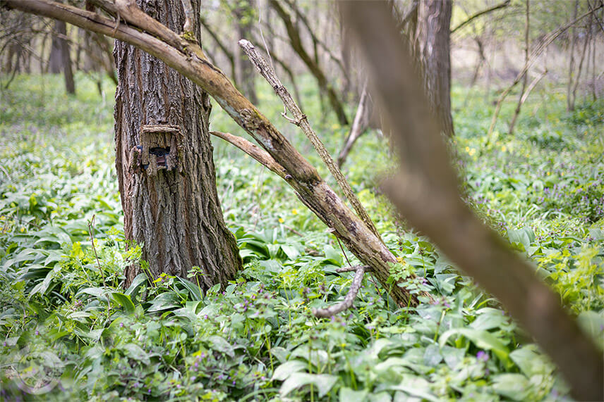 Pri hrabanisk&aacute;ch je ide&aacute;lne fotopascu umiestňovať tak, aby zachyt&aacute;vala viacero stromov, pri ktor&yacute;ch srnec značkuje. Zv&yacute;&scaron;i sa tak &scaron;anca, že ho fotopasca zachyt&iacute;.