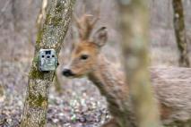 5 tipov ako pomocou fotopasce spoznať srnce vo svojom okolí