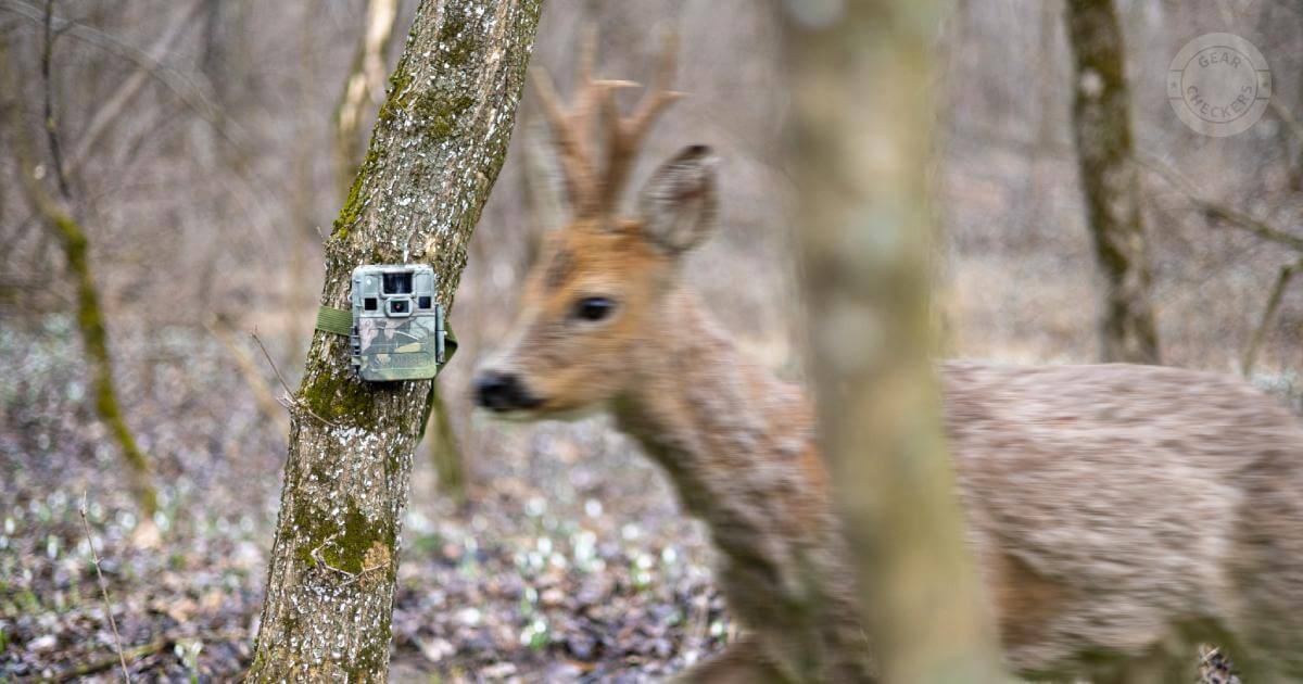 5 tipov ako pomocou fotopasce spoznať srnce vo svojom okolí