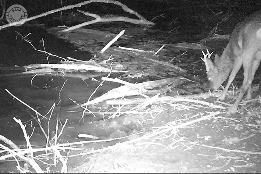 Srnce vyhľad&aacute;vaj&uacute; zdroje vody najm&auml; v letn&yacute;ch mesiacoch.