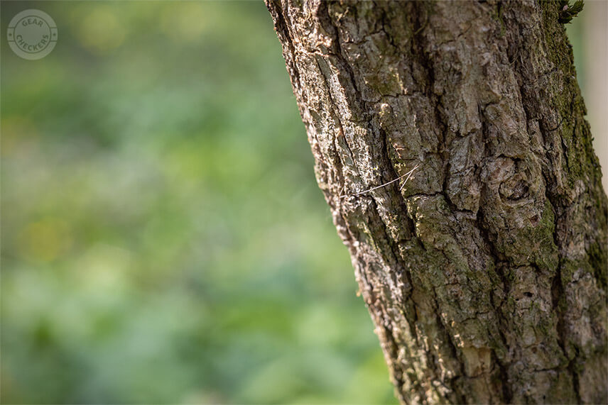 Svoje terit&oacute;rium si srnce značkuj&uacute; aj pachovo, pričom sa hlavou a krkom obtieraj&uacute; o stromy, na ktor&yacute;ch často zostan&uacute; ich chlpy.