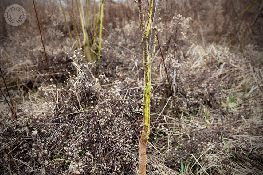 Srnec pri vytĺkan&iacute; parožia po&scaron;kod&iacute; k&ocirc;ru stromčekov, čo n&aacute;m tiež prezr&aacute;dza jeho aktivitu.