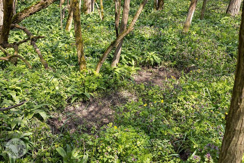 Pri značkovan&iacute; srnec raticami odhrabe veget&aacute;ciu a listy, vďaka čomu je možn&eacute; tak&eacute;to miesto vizu&aacute;lne rozpoznať.