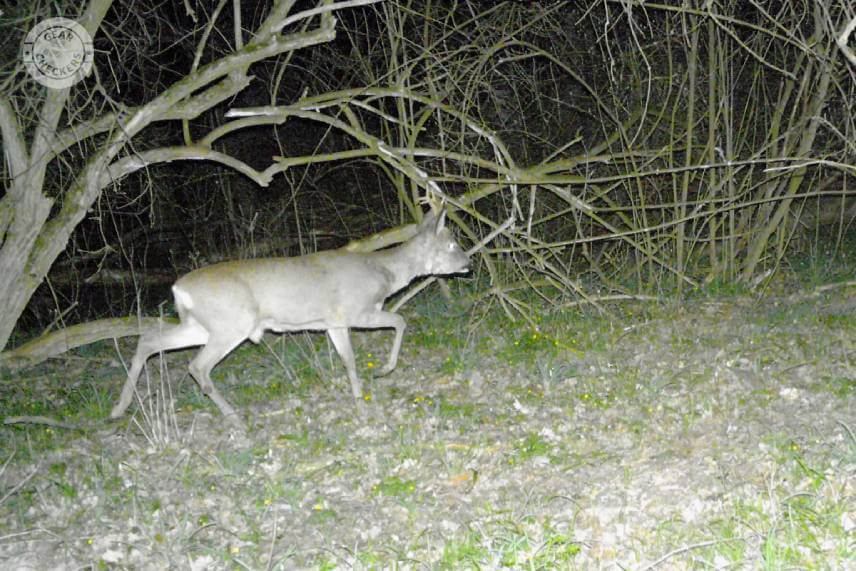 Fotopasce s bielym bleskom zachyt&aacute;vaj&uacute; farebn&eacute; nočn&eacute; fotky bez pohybovej neostrosti. Vďaka tomu dobre uvid&iacute;te, ak&eacute; srnce sa v noci pohybovali pred fotopascou.