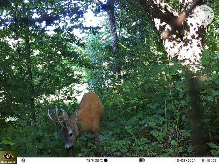 Tento srnec využ&iacute;val chodn&iacute;ček pravidelne pri n&aacute;vrate z pa&scaron;e na oddychov&eacute; miesto.