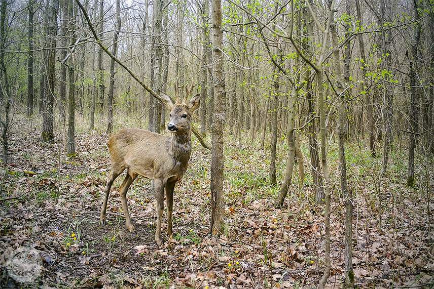 Fotopasce umiestnené na hrabaniskách najčastejšie zachytia teritoriálne srnce.