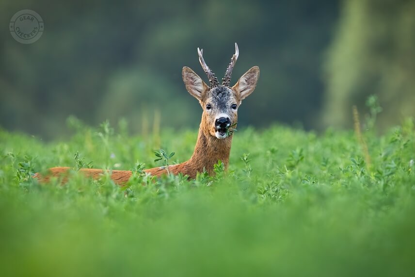 Srnec na večernej pa&scaron;i v ďateline.