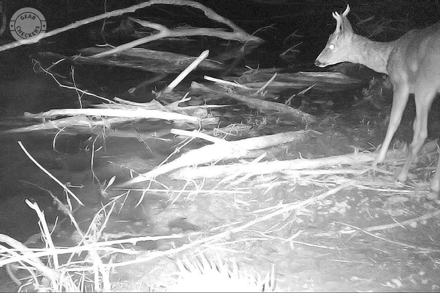 Na to ist&eacute; miesto chodili piť dva r&ocirc;zne srnce.