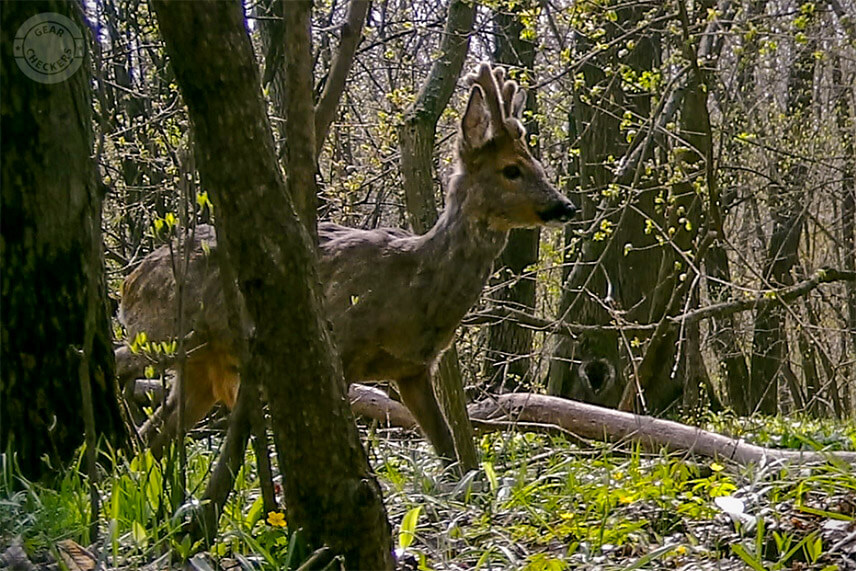 Vďaka vysok&eacute;mu rozl&iacute;&scaron;eniu sn&iacute;mača sme si vedeli fotku zv&auml;č&scaron;iť, pritom v&scaron;ak st&aacute;le obsahovala dostatok detailov. Uk&aacute;zalo sa, že srnec m&aacute; bl&iacute;zko pučnice raritn&uacute; predn&uacute; v&yacute;sadu. Ak by sme použili fotopascu s niž&scaron;&iacute;m nat&iacute;vnym rozl&iacute;&scaron;en&iacute;m sn&iacute;mača, tak&yacute;to detail by n&aacute;m pravdepodobne unikol. Použit&aacute; bola fotopasca BolyGuard SG-2060-K s natívnym rozlíšením 14 Mpx.