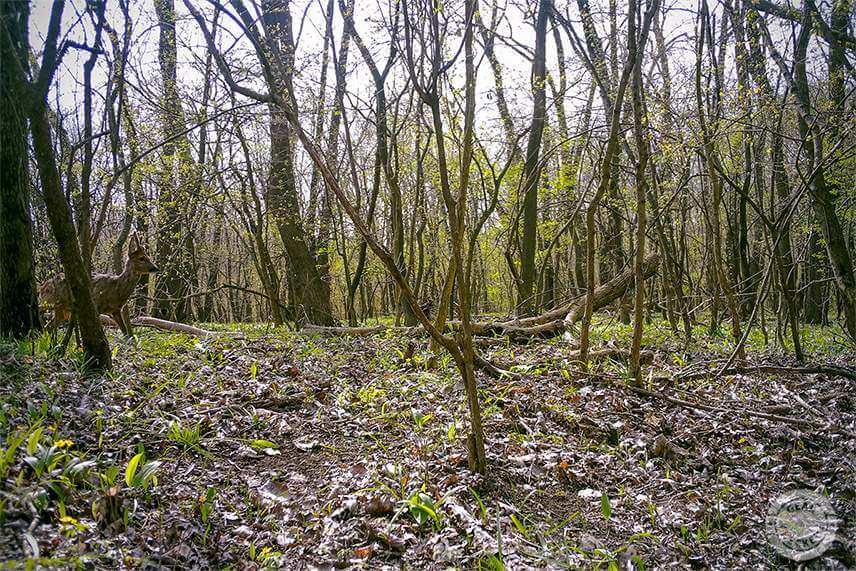 Srnec pre&scaron;iel relat&iacute;vne ďaleko od fotopasce, preto sa na v&yacute;slednom z&aacute;bere zdal pomerne mal&yacute;.&nbsp;