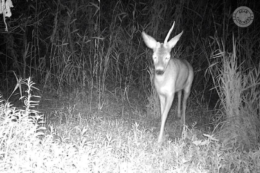 Zauj&iacute;mav&yacute; srnec so zlomen&yacute;m par&ocirc;žkom si v&scaron;imol fotopascu s viditeľn&yacute;m nočn&yacute;m pr&iacute;svitom. V tomto pr&iacute;pade sa nezľakol, ale nie vždy to tak je.&nbsp;
