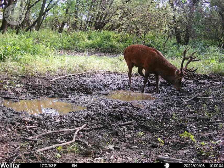 Dátum a čas vzniku fotky sa zobrazuje v informačnom pásiku na spodnej strane záberu. Fotopasca Welltar 7310 4G.