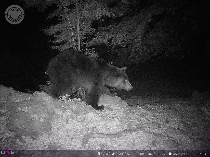 Ak je expozičný čas dostatočne krátky, fotopasca zachytí zviera bez pohybovej neostrosti. Fotopasca OXE Spider 4G.