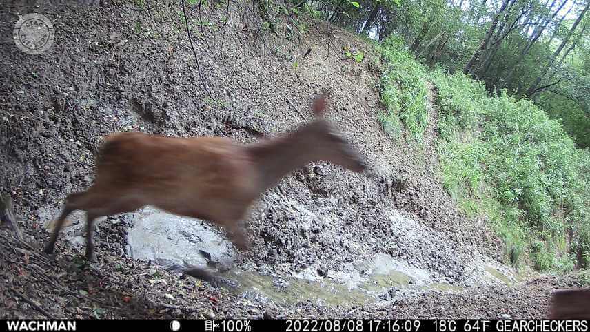Príliš dlhý expozičný čas spôsobí, že sú na fotkách rýchlo sa pohybujúce zvieratá pohybovo rozmazané. Fotopasca Wachman Aldo.