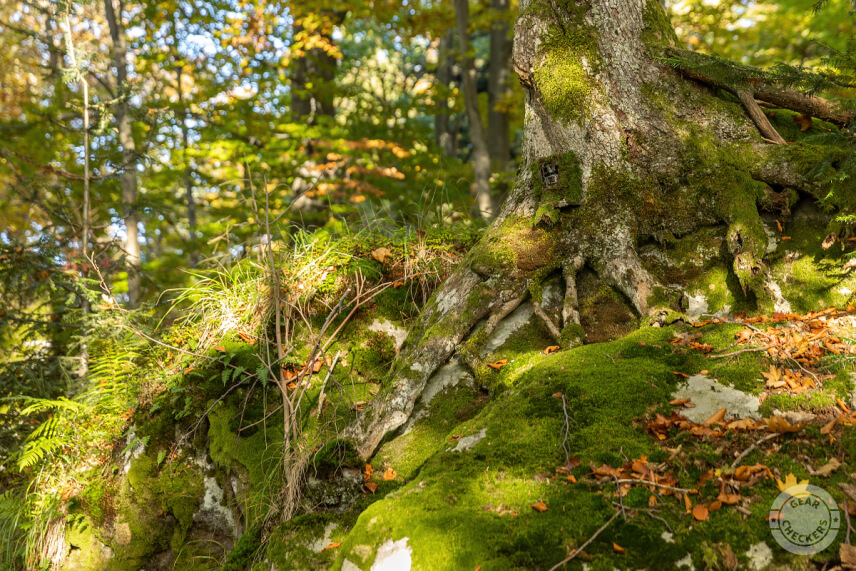 Fotopasca Browning Spec Ops Elite HP4 zamaskovaná machom na báze kmeňa stromu.