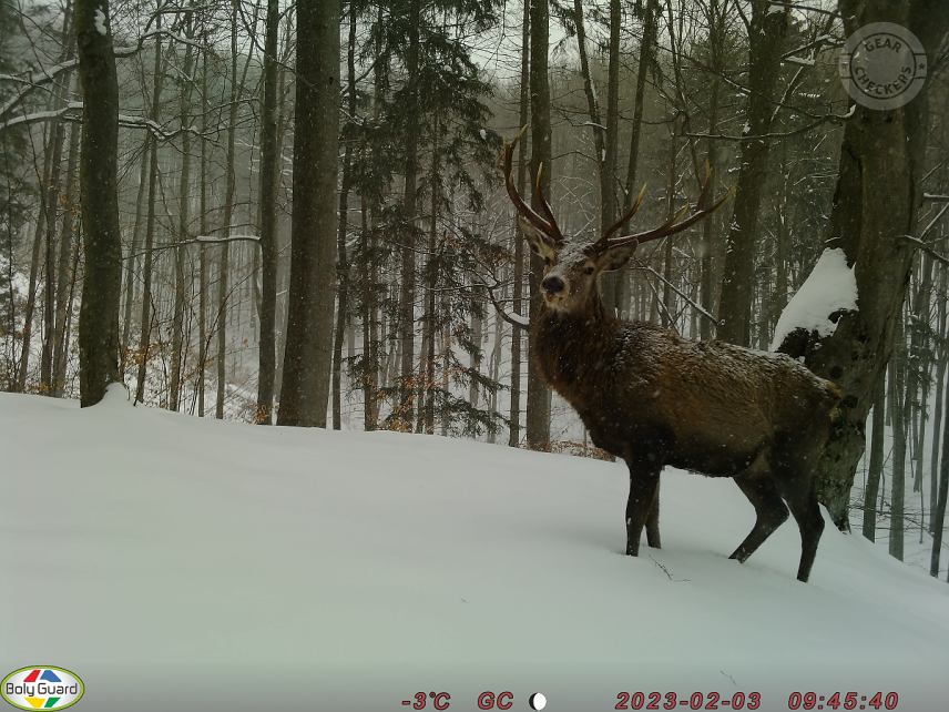 Fotka z fotopasce BolyGuard SG2060-D