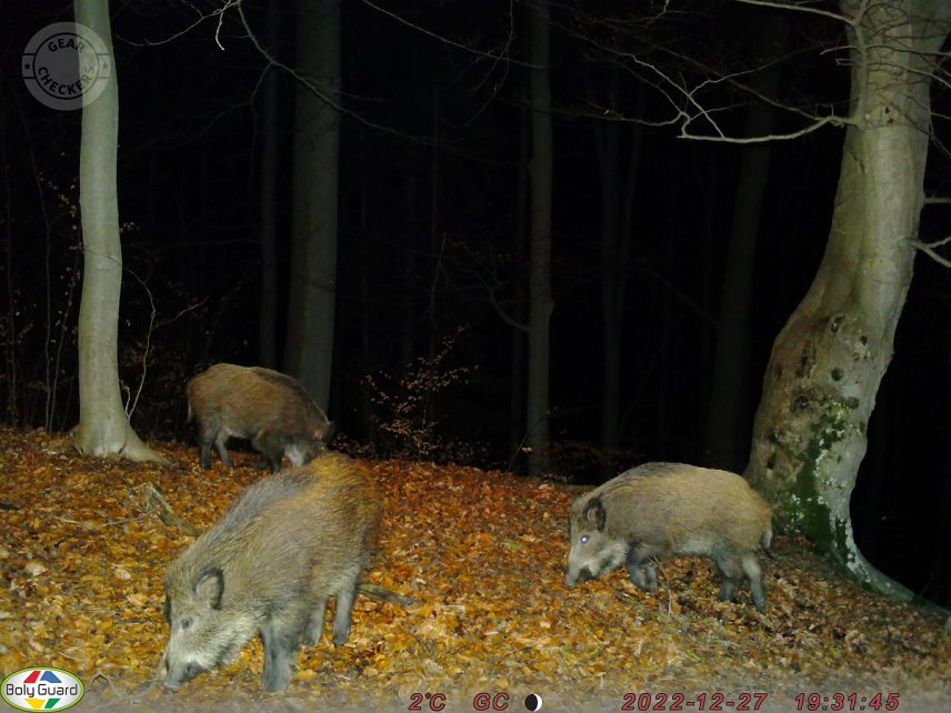 Fotka z fotopasce BolyGuard SG2060-D