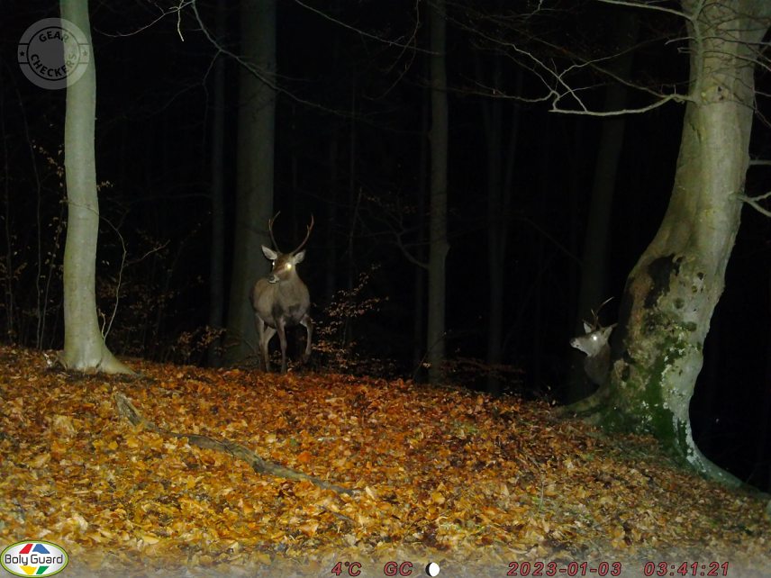 Fotka z fotopasce BolyGuard SG2060-D