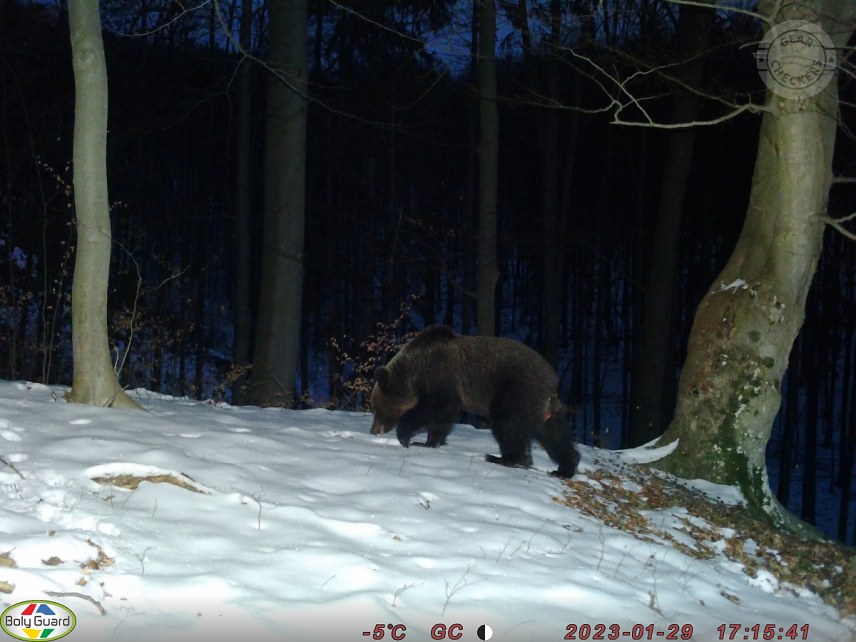 Fotka z fotopasce BolyGuard SG2060-D