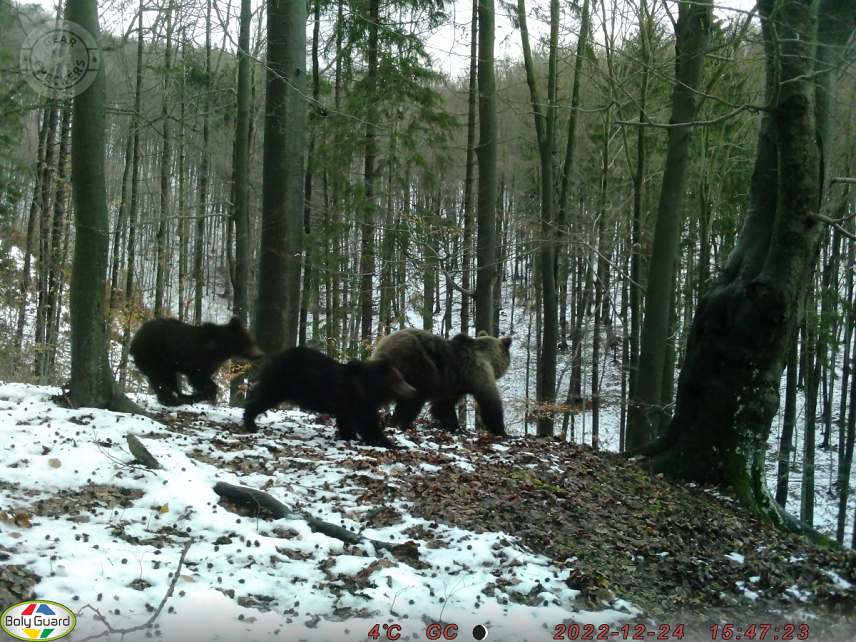 Fotka z fotopasce BolyGuard SG2060-D