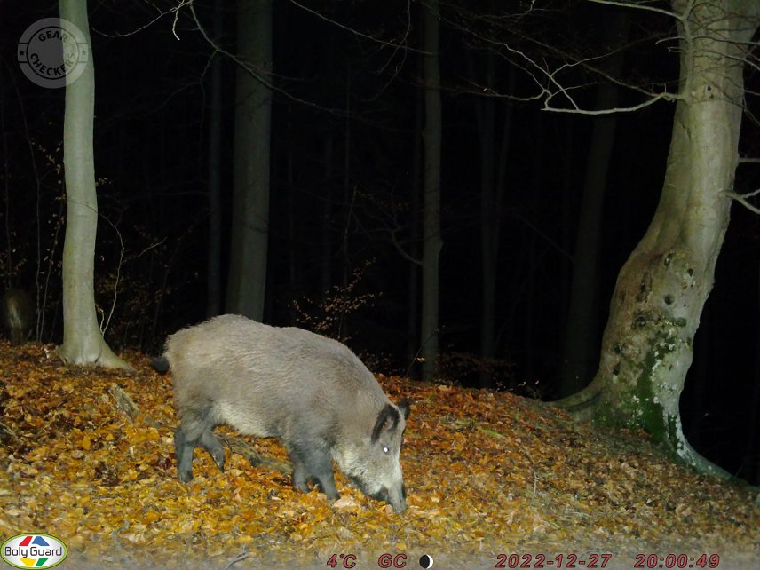 Fotka z fotopasce BolyGuard SG2060-D