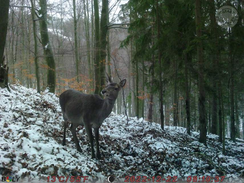 Fotka z fotopasce BolyGuard SG2060-K