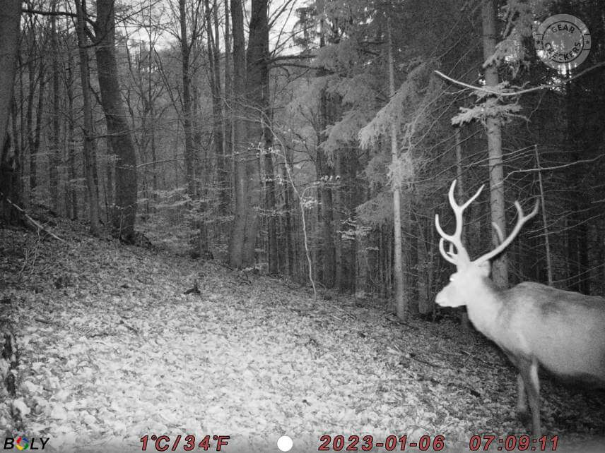 Fotka z fotopasce BolyGuard SG2060-K