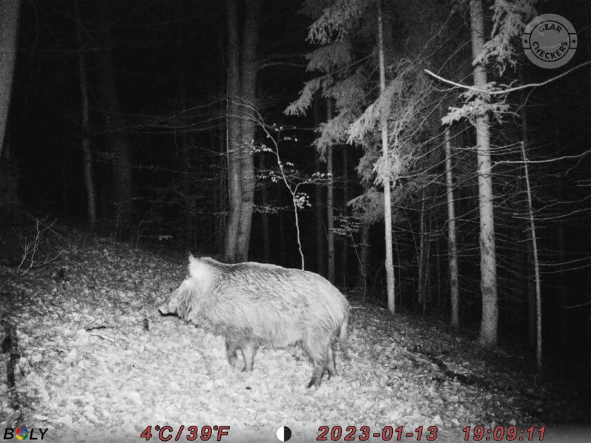 Fotka z fotopasce BolyGuard SG2060-K