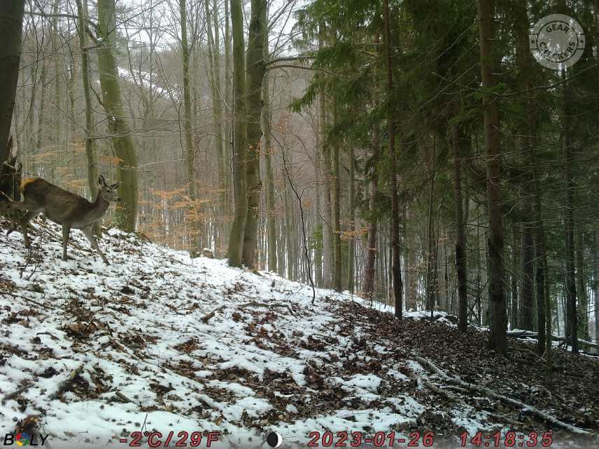 Fotka z fotopasce BolyGuard SG2060-K