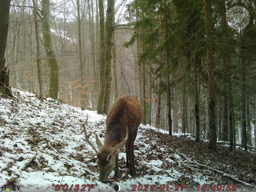 Fotka z fotopasce BolyGuard SG2060-K