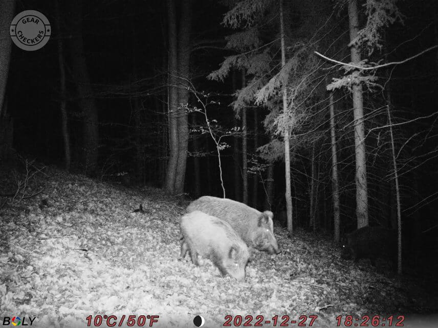 Fotka z fotopasce BolyGuard SG2060-K