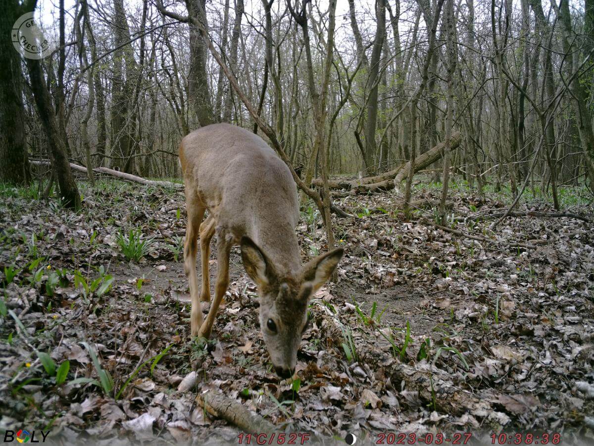 Fotka z fotopasce BolyGuard SG2060-K