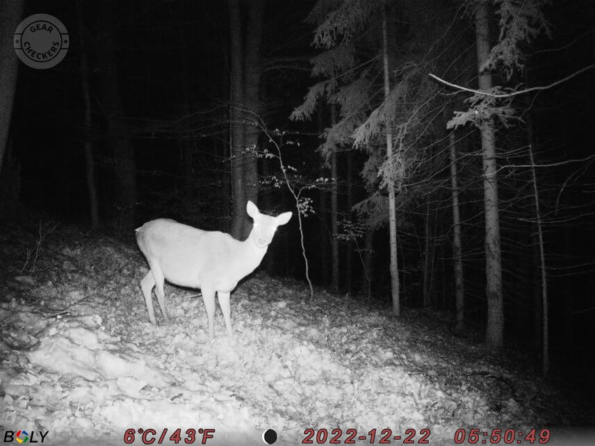 Fotka z fotopasce BolyGuard SG2060-K