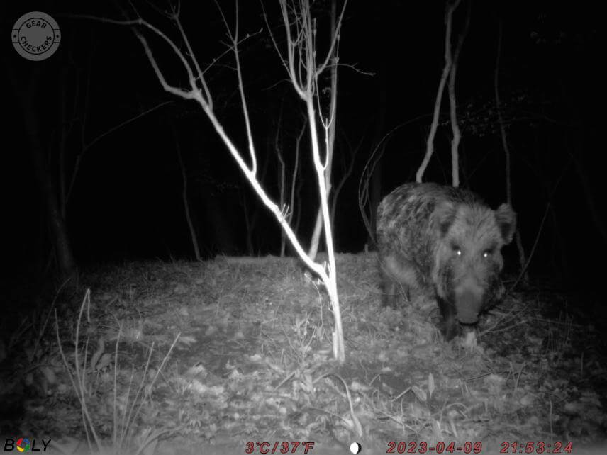 Fotka z fotopasce BolyGuard SG2060-K