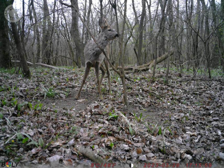 Fotka z fotopasce BolyGuard SG2060-K