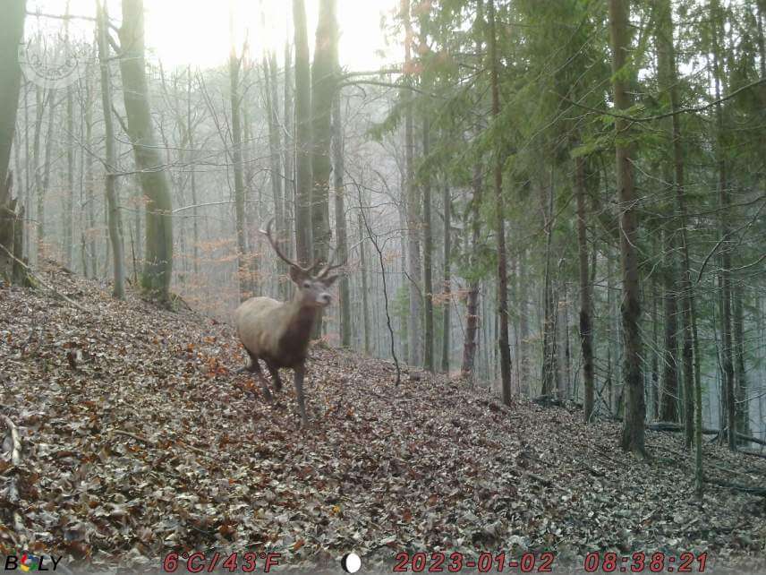 Fotka z fotopasce BolyGuard SG2060-K