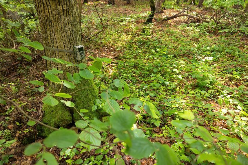 Vďaka rozmerom a maskovaciemu vzoru na celom tele fotopasce spl&yacute;va BolyGuard SG2060-K veľmi dobre.