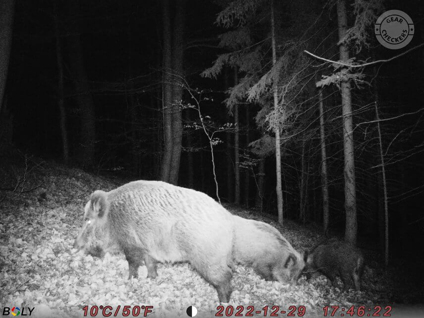 Nočn&aacute; fotka z fotopasce BolyGuard SG2060-K.