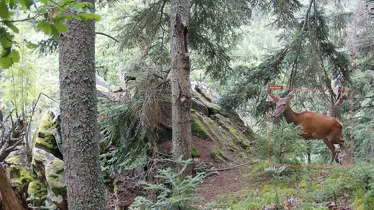 První snímek videa: laň v pravé části záběru, v místě pravého ohniska.