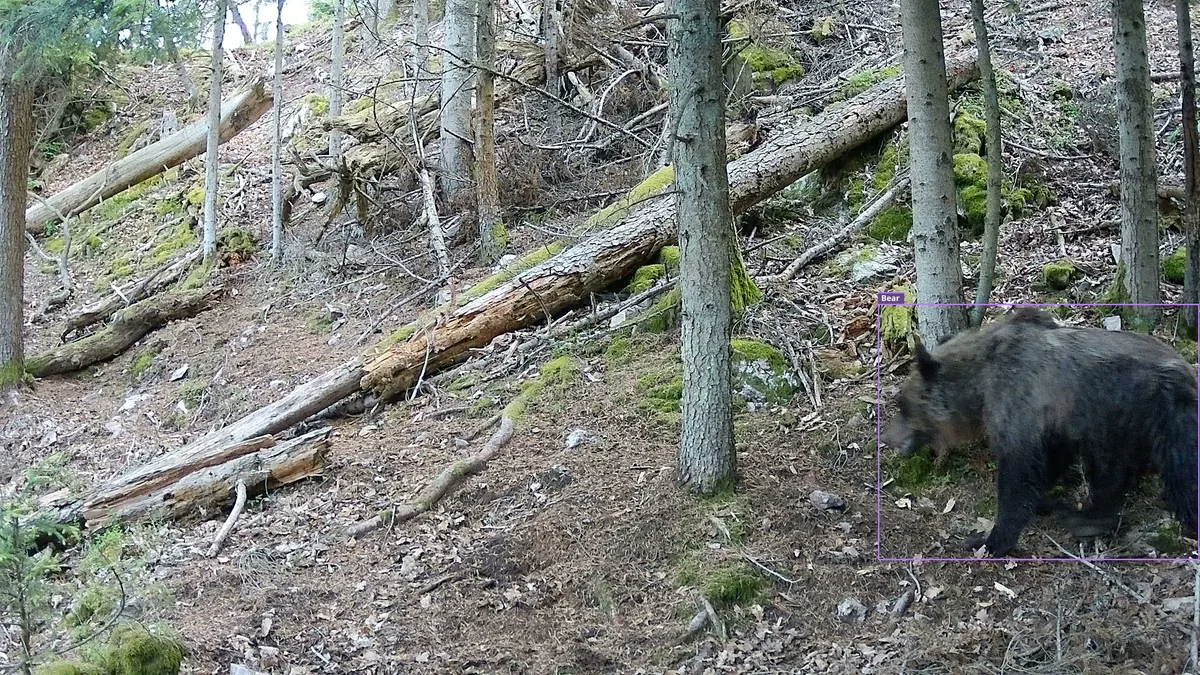 První snímek videa z fotopasti Browning HP5 Ultra: medvěd vchází do záběru zprava; fotopast zareagovala poměrně rychle.
