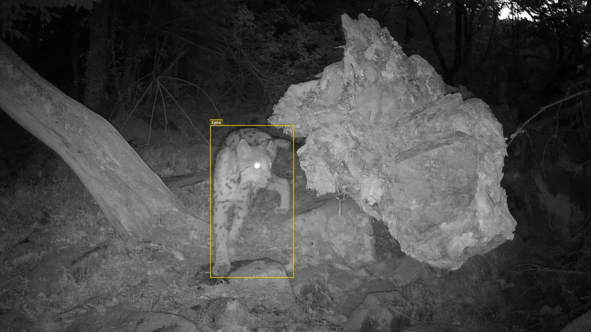 Prvá snímka nočného videa: rys v strede záberu pri vývrate. Prišiel spoza prekážky, preto ho fotopasca nemohla zachytiť skôr.
