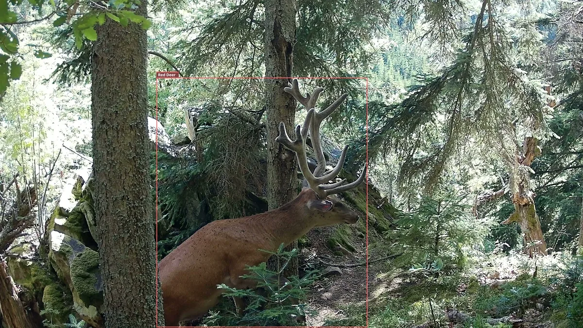 Prvá snímka videa z fotopasce Browning HP5 Ultra: jeleň, ktorý prišiel zľava po klesajúcom teréne, je pri spustení nahrávania už v strede záberu