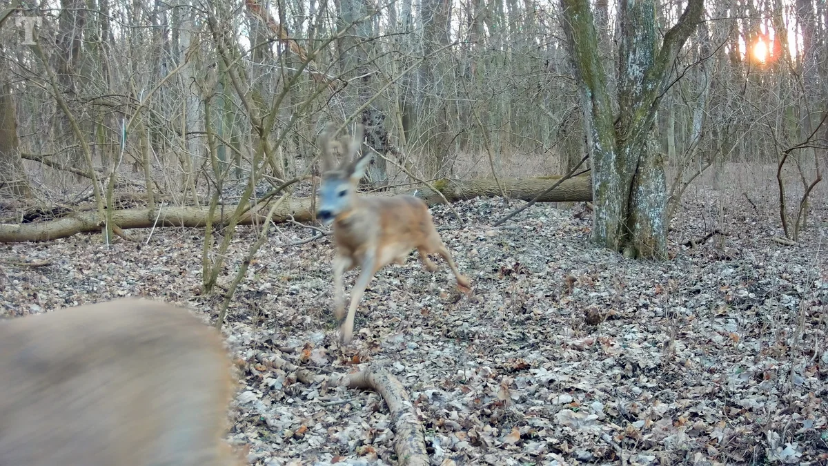 První snímek videa z fotopasti Browning HP5 Ultra: dva srnci v plném sprintu, první už opouští záběr, druhý běží středem