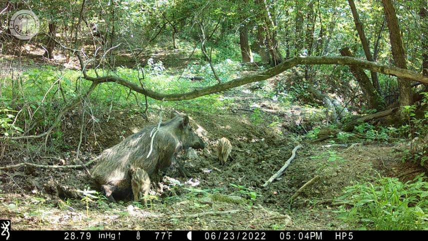 Denná fotka z fotopasce Browning Spec Ops Elite HP5