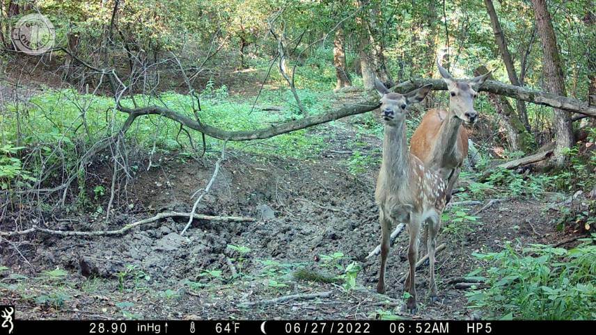Denné fotky sú dostatočne detailné na spoľahlivé rozpoznanie zachytených zvierat.