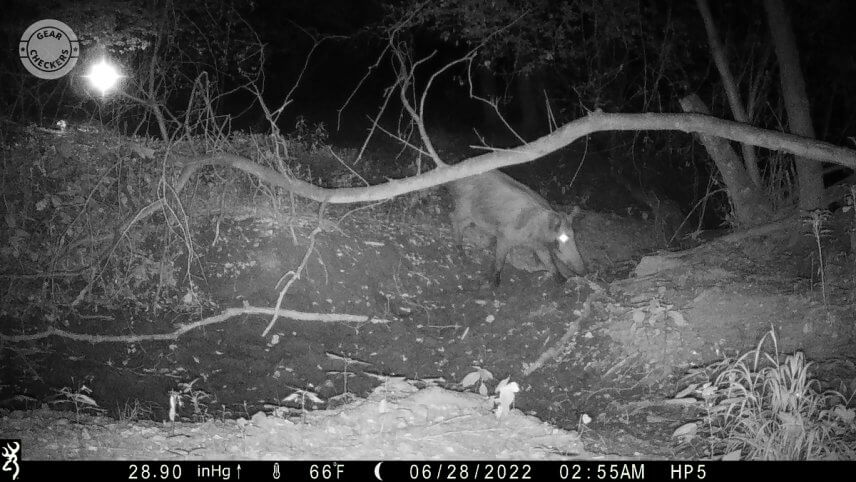 To isté platí aj pre čiernobiele fotky v nočnom režime, sú čisté a bez výrazného šumu, ktorý by sťažoval rozoznanie zachytených zvierat.
