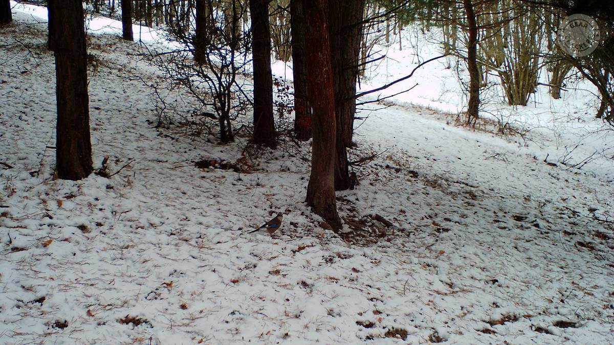 Foto z fotopasce Bushnell Core DS-4K No Glow