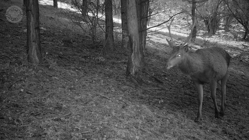 Foto z fotopasce Bushnell Core DS-4K No Glow